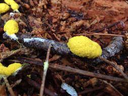 Image of Dog vomit slime mold