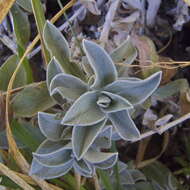 Слика од Helichrysum sutherlandii Harv.