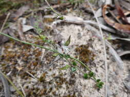 Image of Prostanthera chlorantha (F. Muell.) Benth.