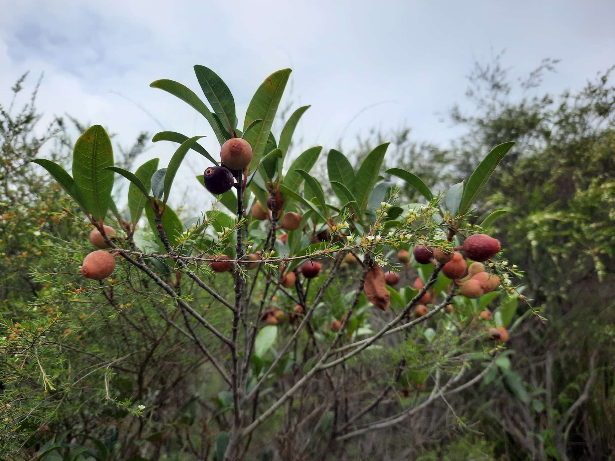 Image of Ficus variolosa Lindl. ex Benth.