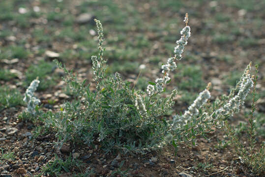 Image of forage kochia