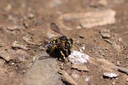 Imagem de Anthidium edwardsii Cresson 1878