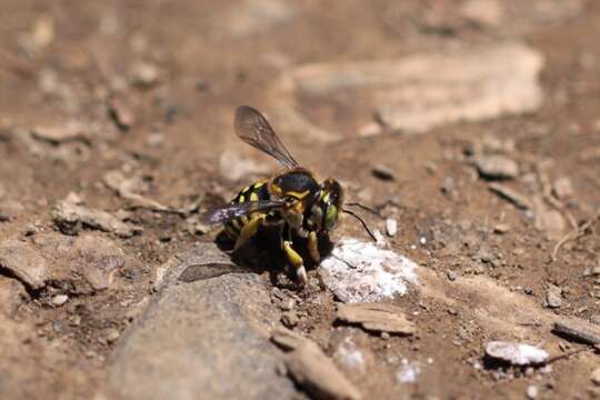 Image of Anthidium edwardsii Cresson 1878