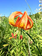 Image of Michigan lily