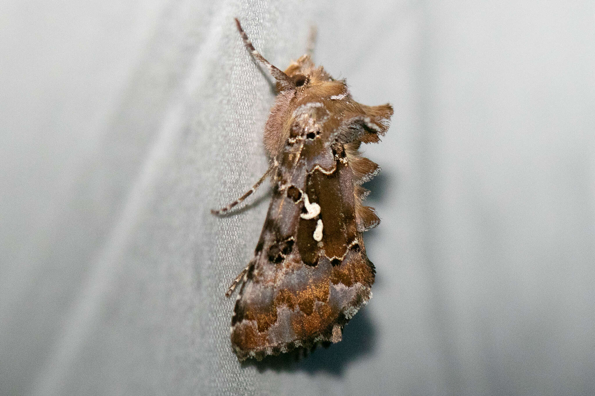 Image de Autographa corusca Strecker 1885