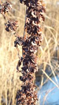 Image de Rumex stenophyllus Ledeb.