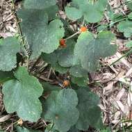 Image de Rubus buergeri Miq.