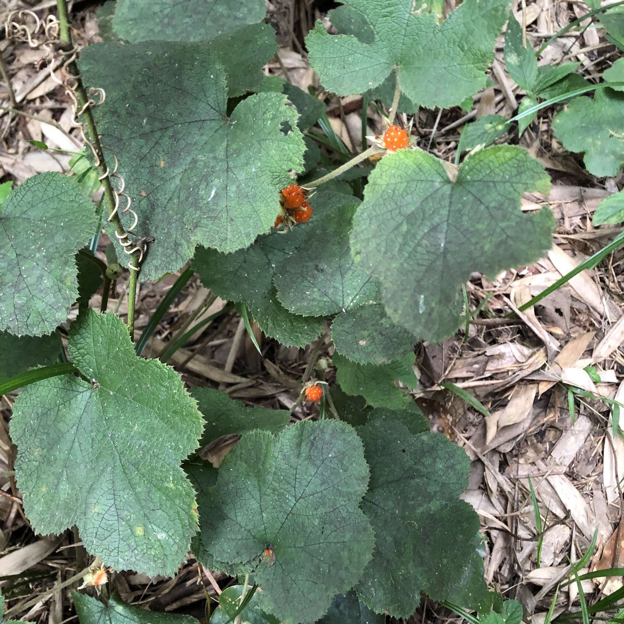 Image de Rubus buergeri Miq.