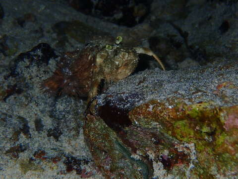 Image of pale anemone hermit crab