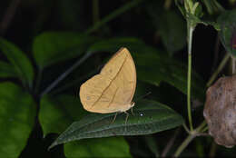 Image of Yellow Dryad