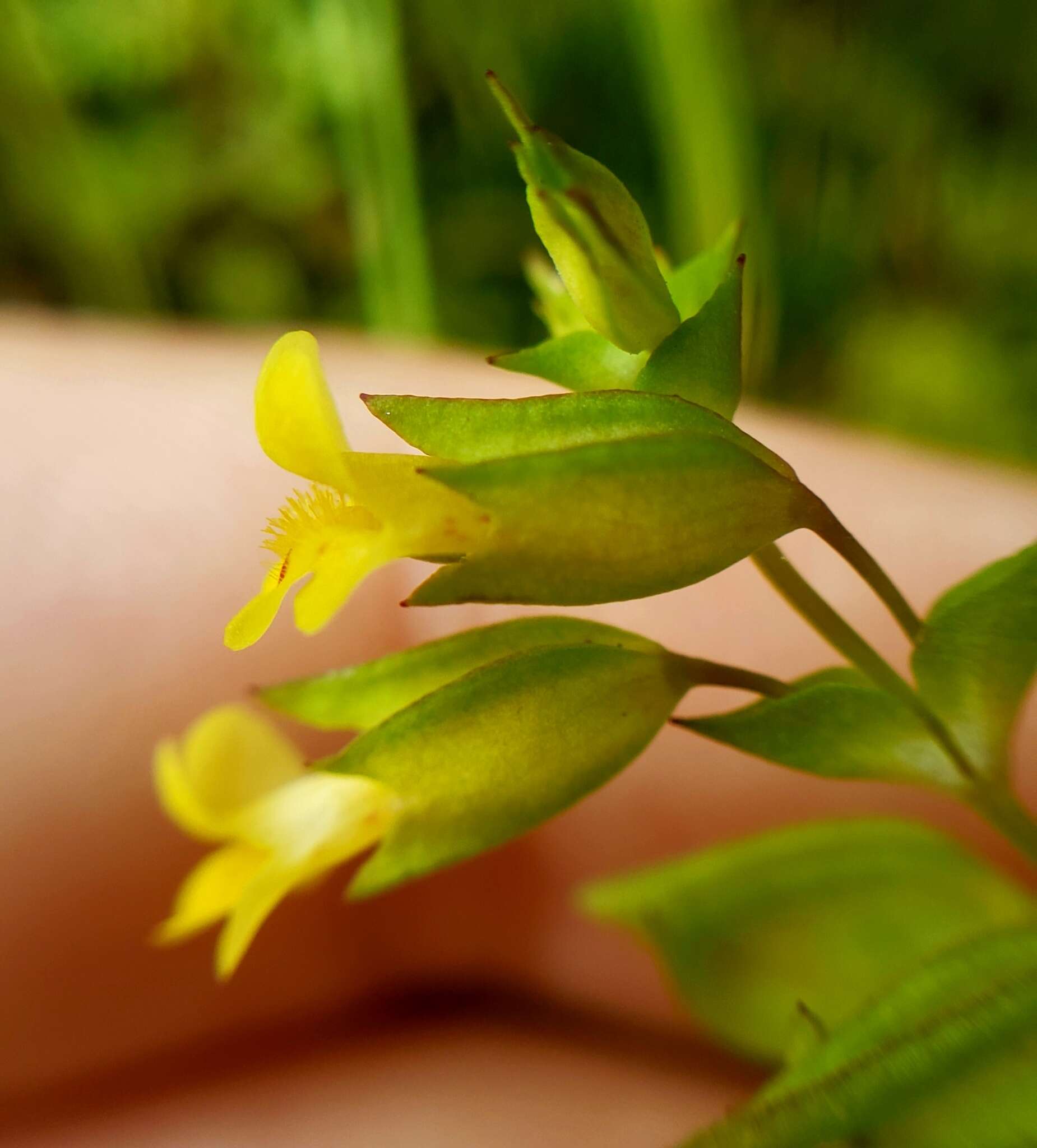 Sivun Erythranthe filicifolia (Sexton, K. G. Ferris & Schoenig) G. L. Nesom kuva