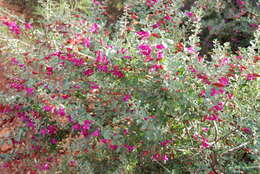 Imagem de Eremophila maculata (Ker-Gawler) F. Muell.