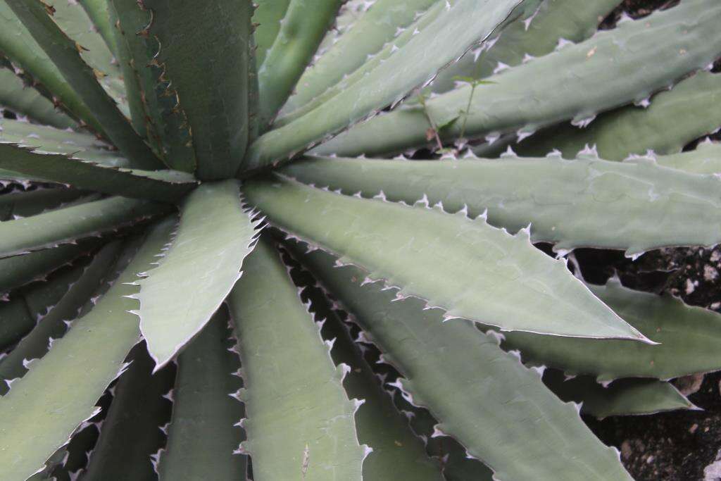 Agave xylonacantha Salm-Dyck resmi