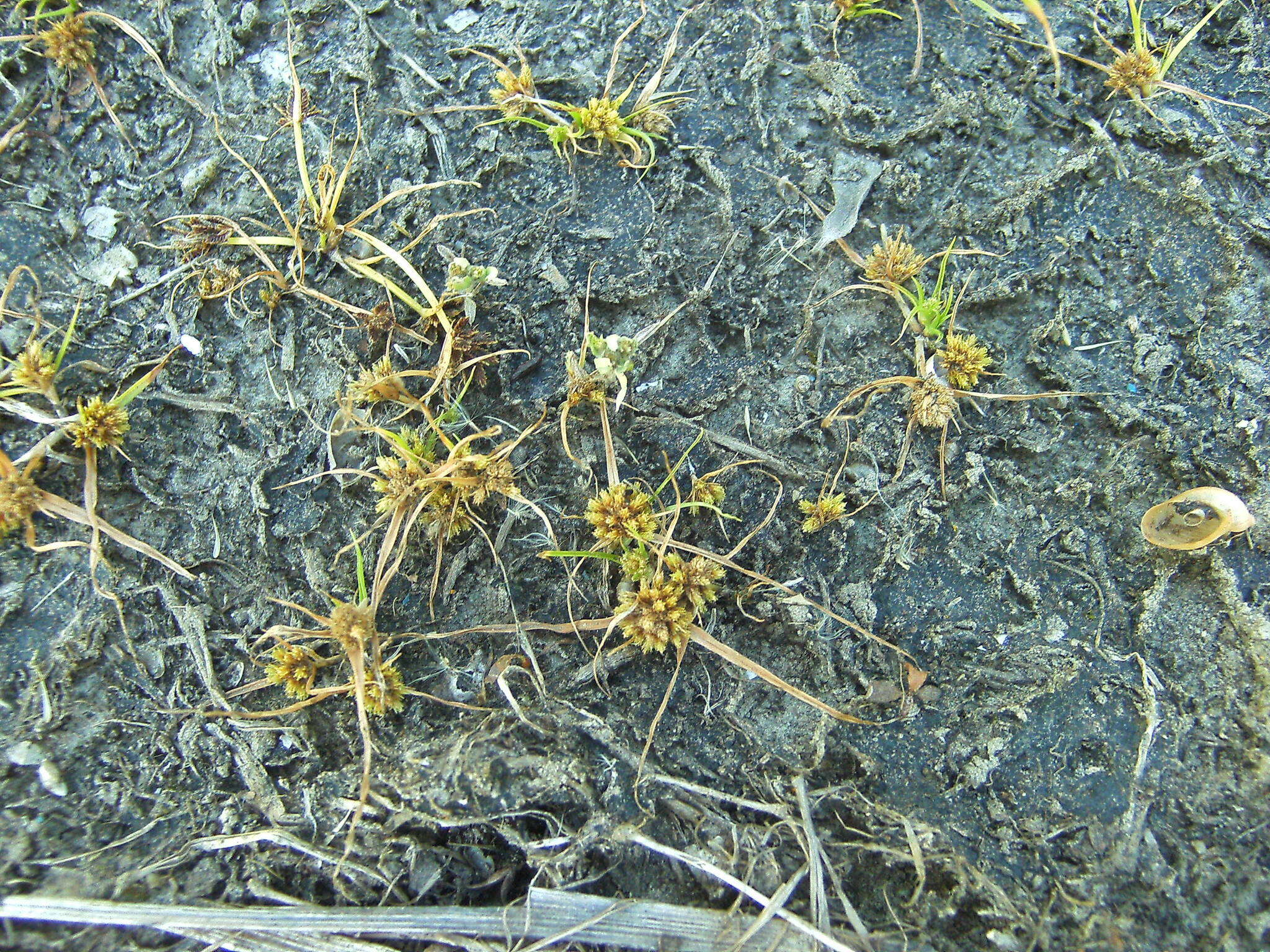 Image of Cyperus michelianus (L.) Delile