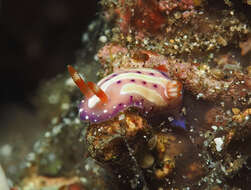 Image of Mexichromis aurora (R. F. Johnson & Gosliner 1998)