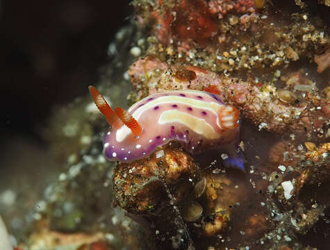 Image de Mexichromis aurora (R. F. Johnson & Gosliner 1998)