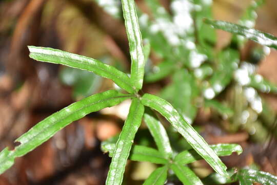 Image of Pteris cadieri Christ