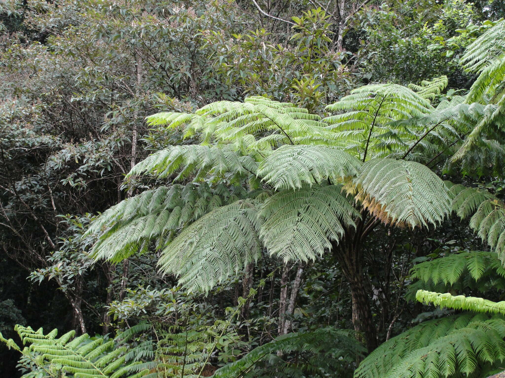 Image of West Indian treefern