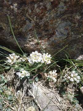 Image of Aethionema rotundifolium Boiss.