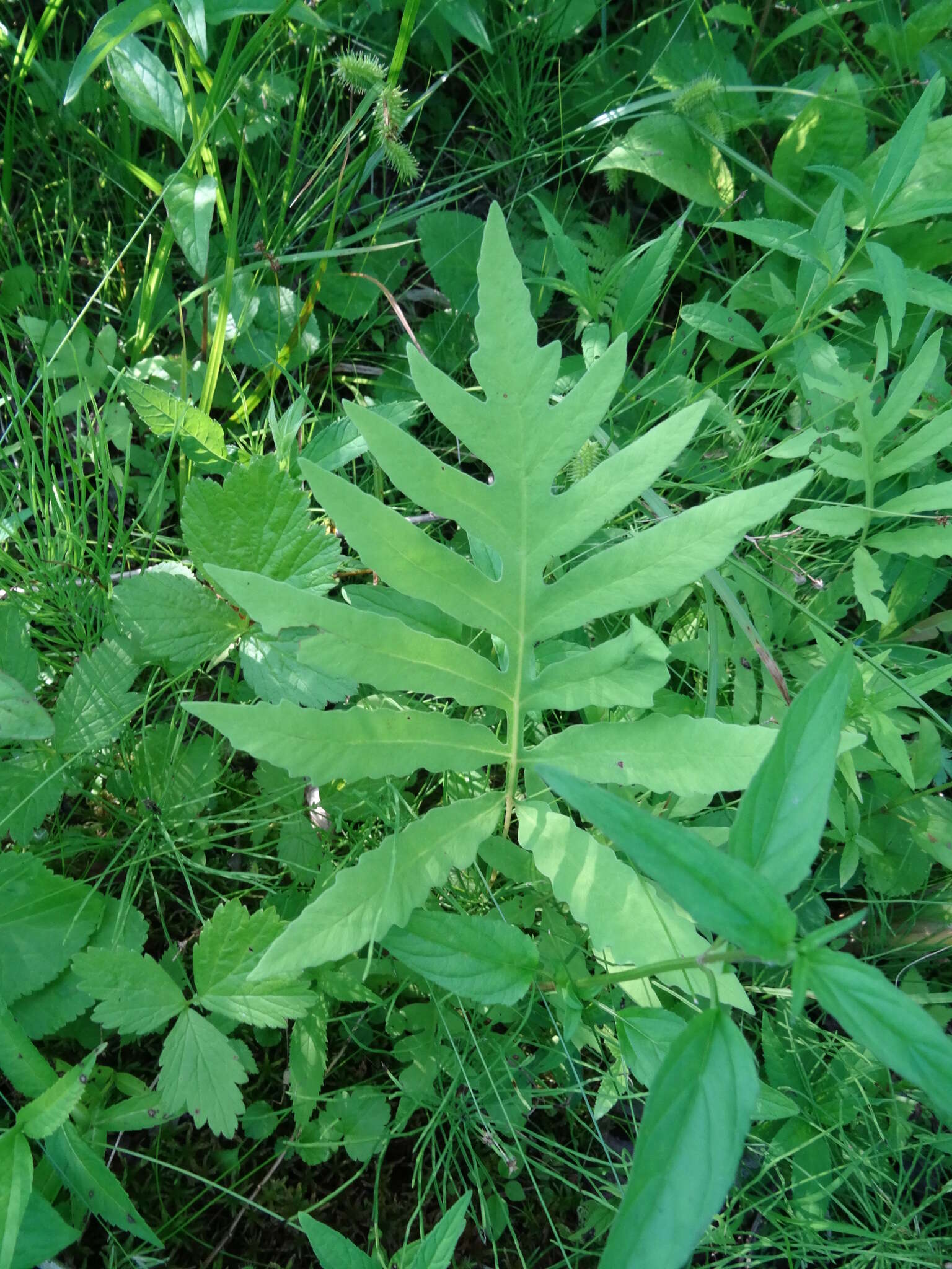 Image of sensitive fern