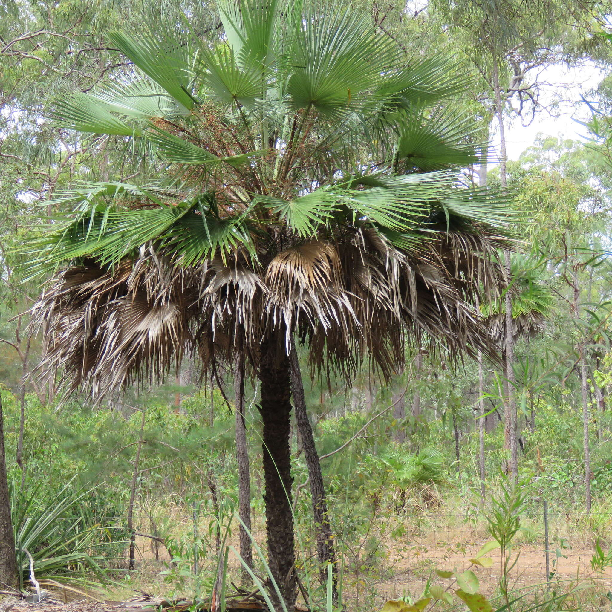 Image de Livistona muelleri F. M. Bailey