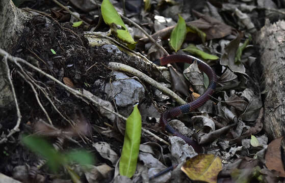 Image of Speckled coral snake