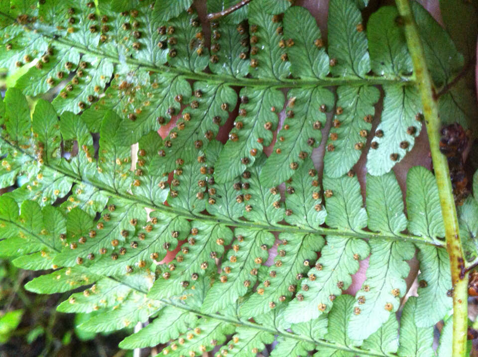 Image of marginal woodfern