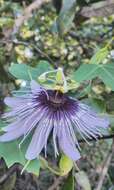 Image de Passiflora amethystina Mikan