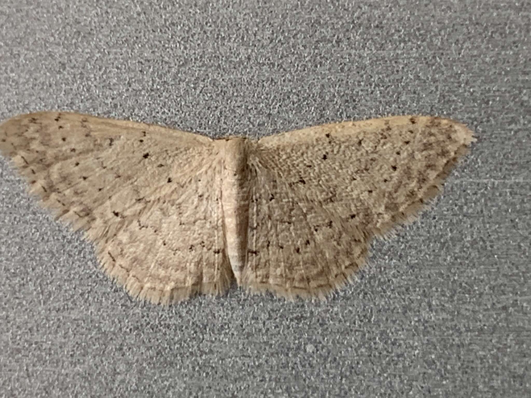 Image de Idaea epicyrta Turner 1917