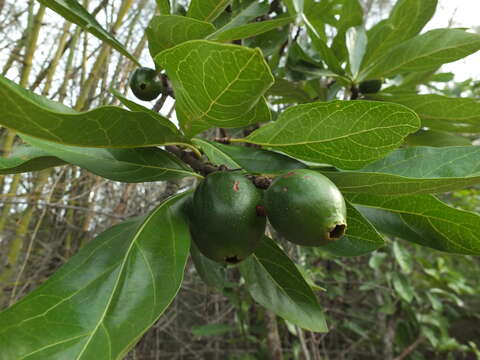 Image of Tamilnadia uliginosa (Retz.) Tirveng. & Sastre