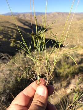 Image de Thelesperma longipes A. Gray