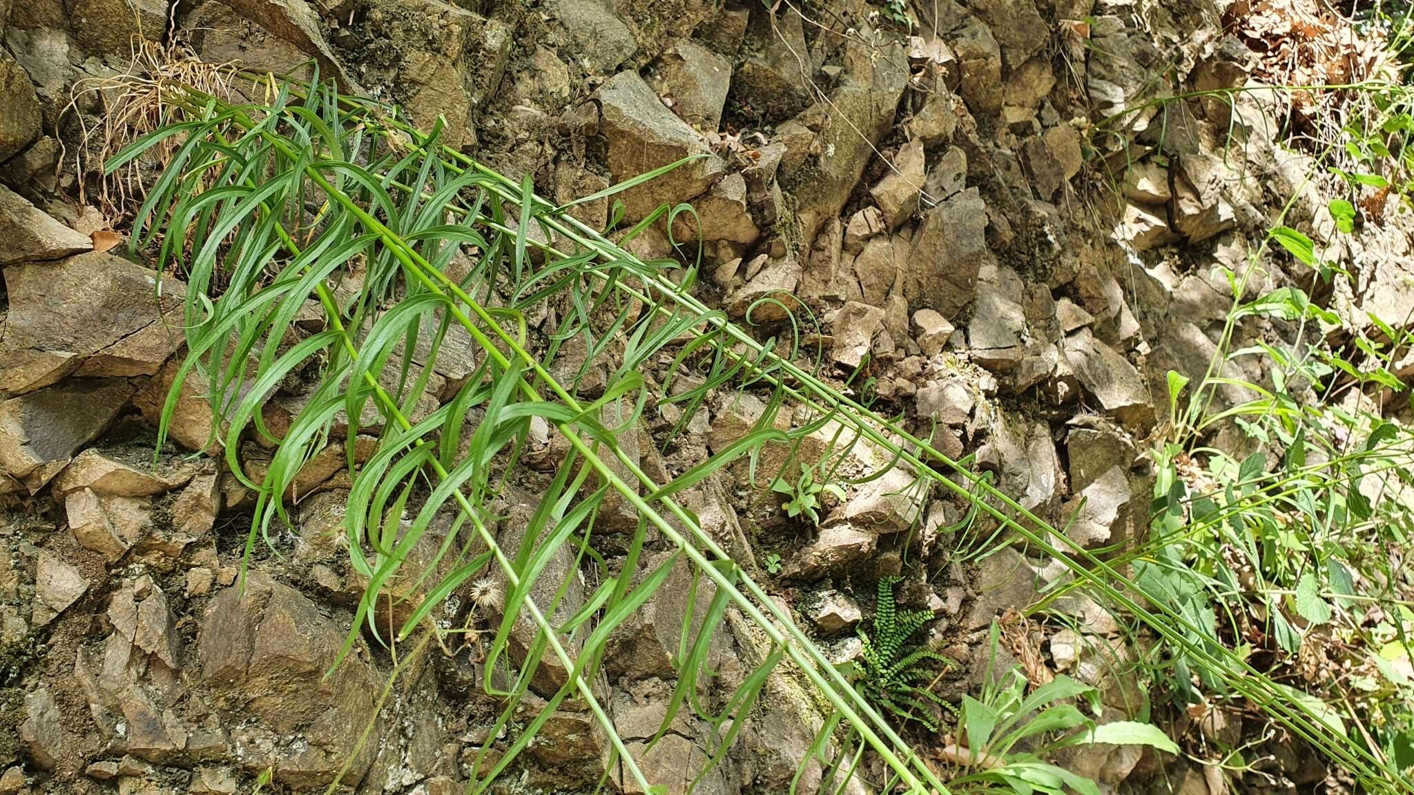 Image of Phyteuma scorzonerifolium Vill.