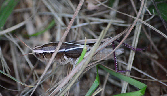 Слика од Paratylotropidia brunneri Scudder & S. H. 1897