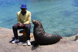 Image of Cape fur seal