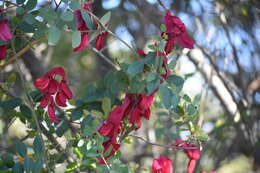 Imagem de Lathyrus splendens Kellogg