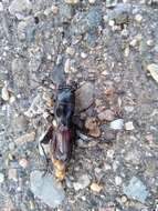 Image of Great Plains Giant Tiger Beetle