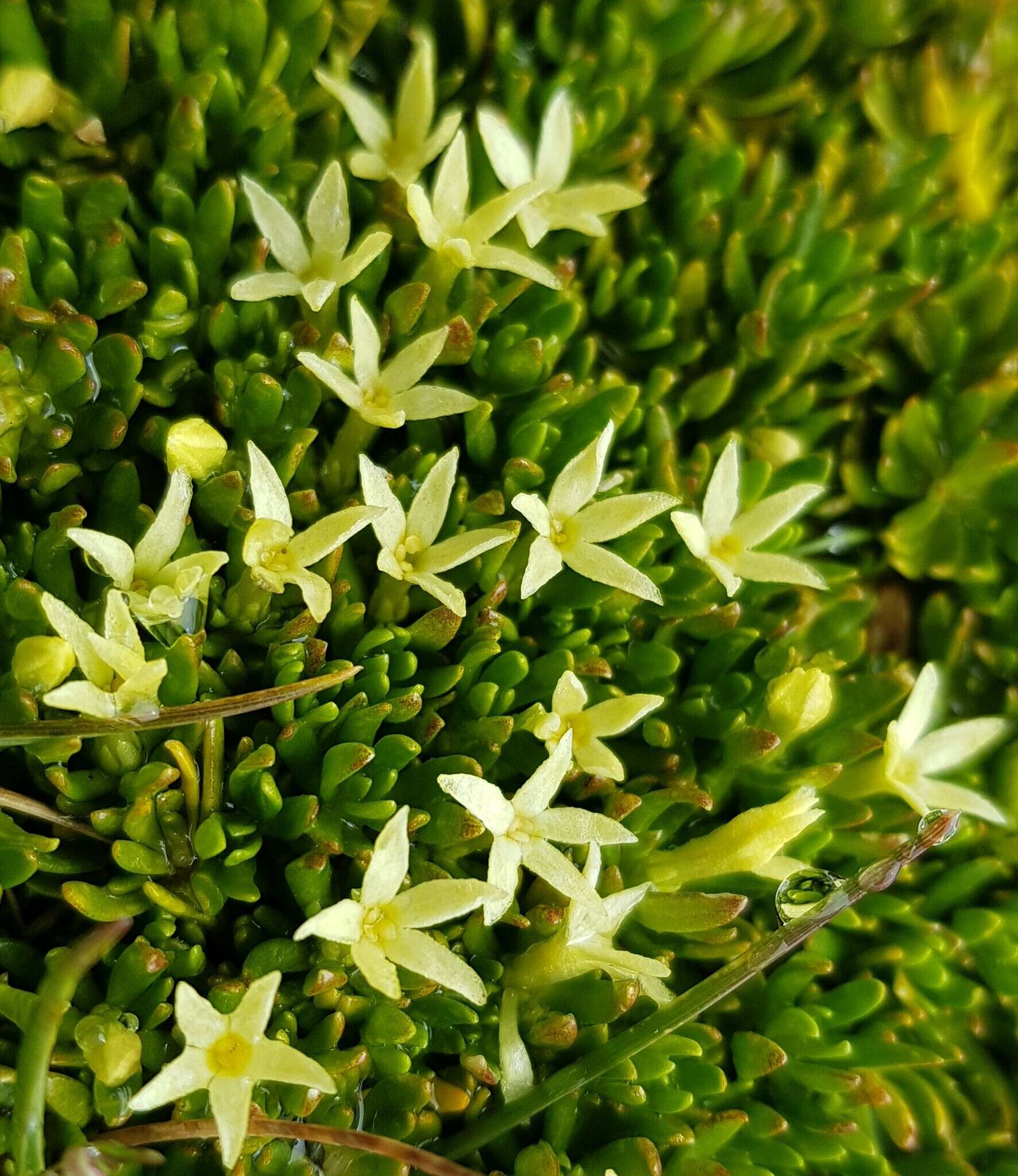 Image of Stackhousia pulvinaris F. Müll.