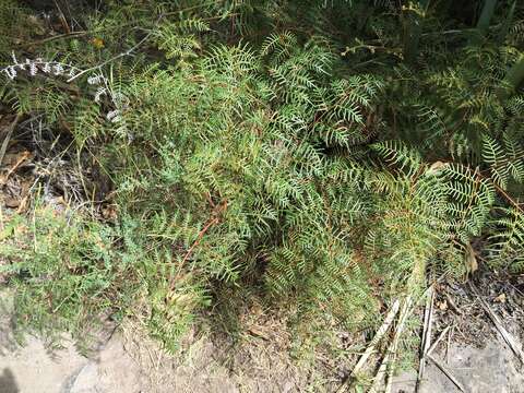 Image of Pteridium esculentum (G. Forst.) Nakai