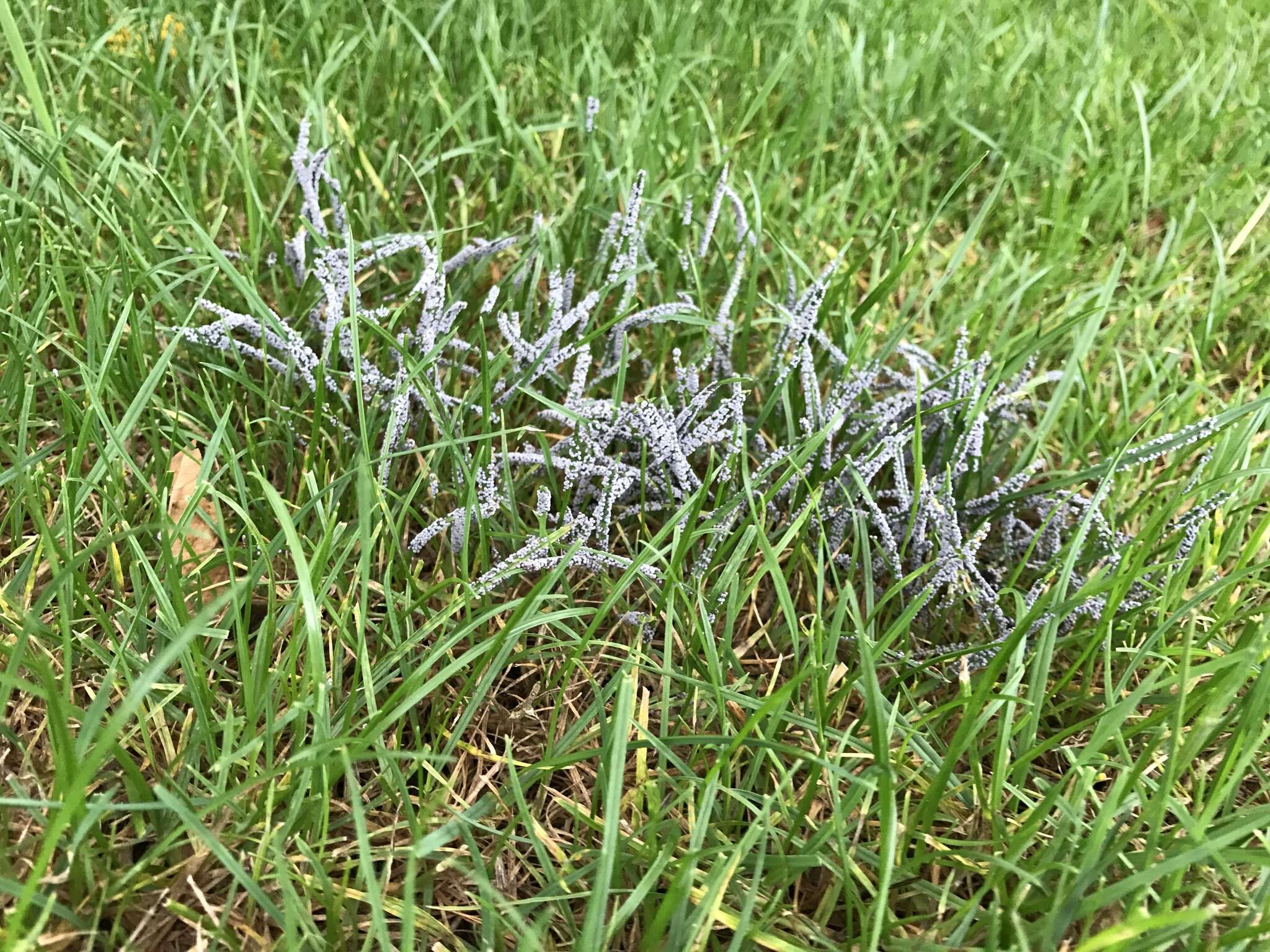 Image of Ashen Slime Mold