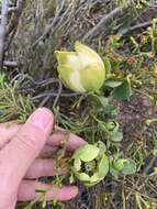 Plancia ëd Leucadendron discolor Buek ex Meissn.