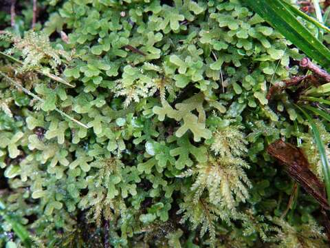 Image of Leiomitra lanata (Hook.) R. M. Schust.