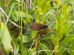 Image of Blind Ringlet