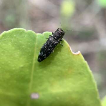 Image of Agrilus auriventris Saunders 1873