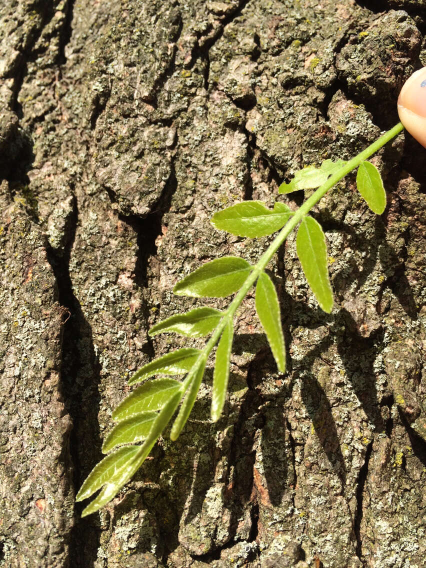 Plancia ëd Gleditsia triacanthos L.