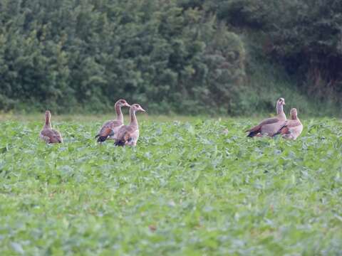 Image of Egyptian Goose