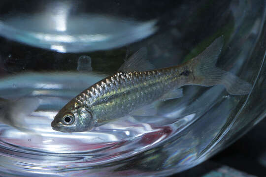 Image of Spotted barb