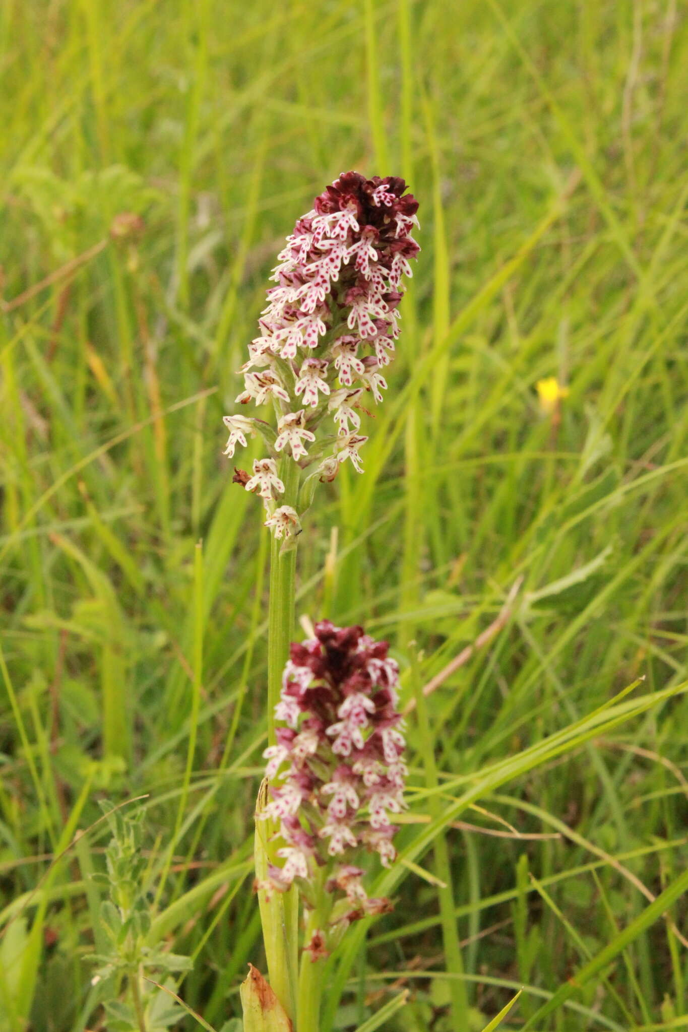 Image of Neotinea ustulata var. ustulata