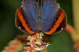 Image of Indian leafwing