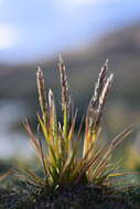 Image of Calamagrostis rigescens (J. Presl) Scribn.