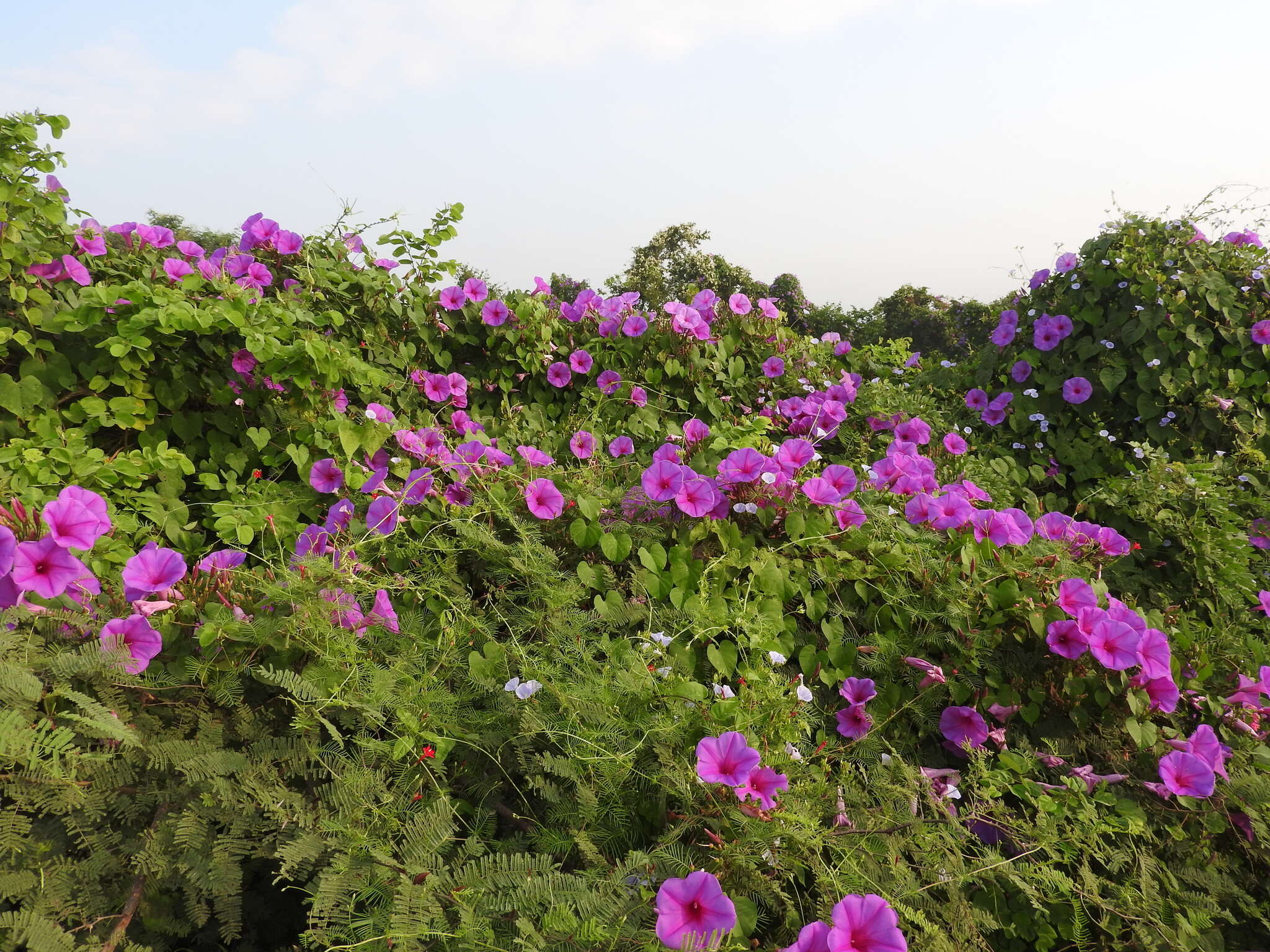 Image of Ipomoea pedicellaris Benth.